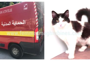 بالفيديو : الحماية المدنية تتدخل لانقاذ قطة عالقة على شجرة