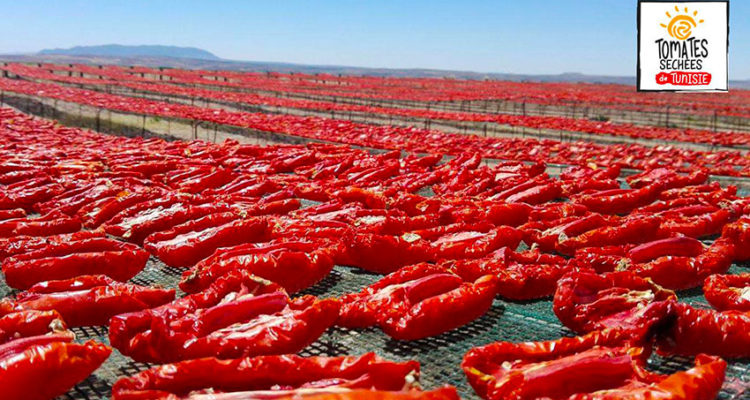 Accès aux marchés des tomates séchées deTunisie : le projet  PAMPAT met les petits plats dans les grands !
