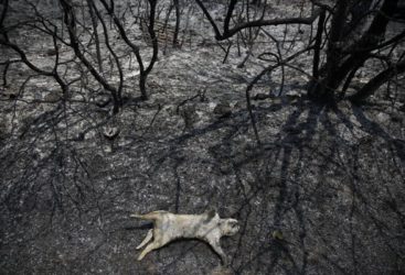 Ecologie: la nature tire la sonnette d&rsquo;alarme