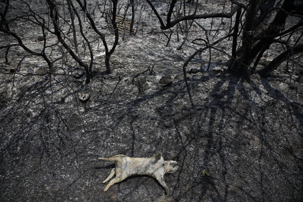 Ecologie: la nature tire la sonnette d&rsquo;alarme