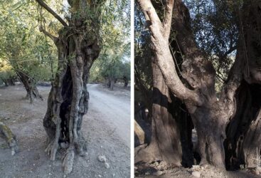 Une oliveraie millénaire..Un Trésor ignoré au pied de Kesra!!