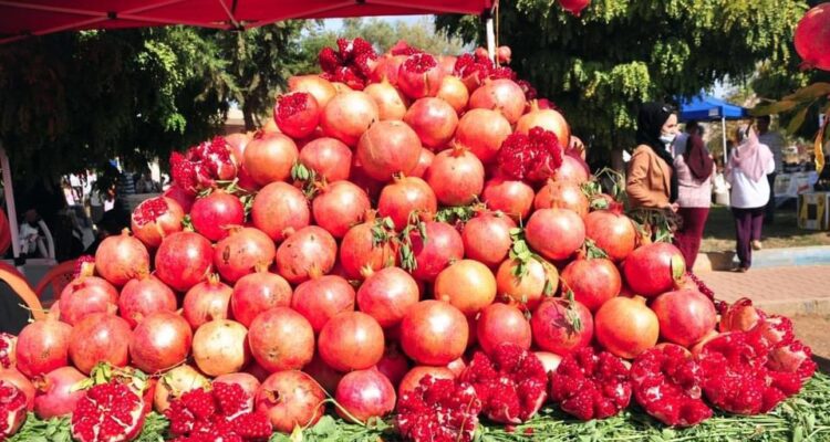 مهرجان الرّمان بتستور يخلق حركيّة سياحيّة بالجهة.