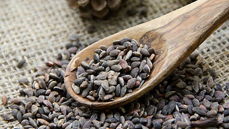 Siliana : Pins d&rsquo;Alep 127 tonnes disponibles dans la région.