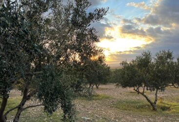 À la découverte de l&rsquo;huile d&rsquo;olive Oueslati, un produit aux qualités exceptionnelles 
