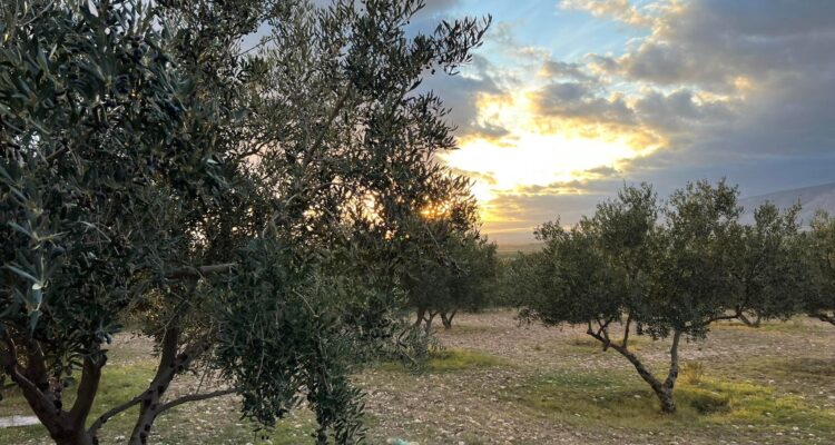 À la découverte de l&rsquo;huile d&rsquo;olive Oueslati, un produit aux qualités exceptionnelles 