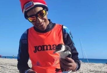 Dérèglement climatique : Un pingouin retrouvé sur une plage en Tunisie.