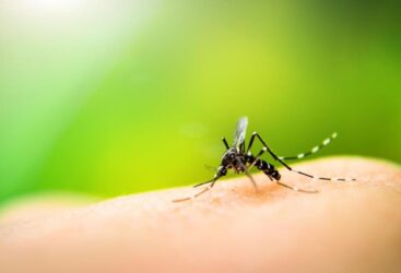 Les moustiques sont de retour : comment protéger votre maison ?