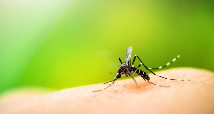 Les moustiques sont de retour : comment protéger votre maison ?