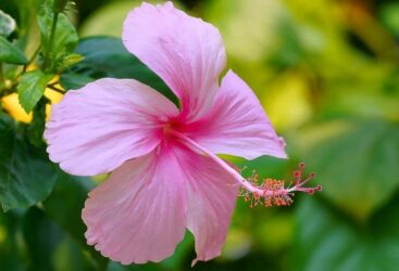 Découvrez les bienfaits de l&rsquo;hibiscus pour une santé florissante.