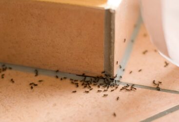 Les solutions naturelles pour repousser les fourmis.