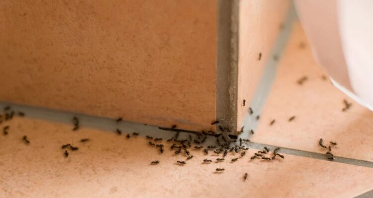 Les solutions naturelles pour repousser les fourmis.