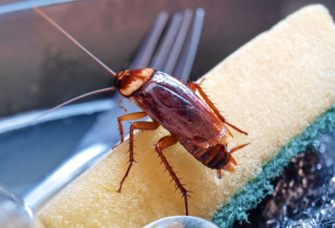 Comment agir face à une invasion de cafards dans votre domicile ?