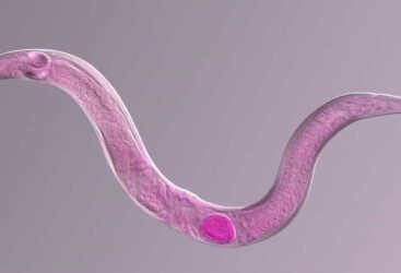 Incroyable : des scientifiques ramènent à la vie un ver gelé depuis des millénaires!