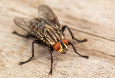Comment éloigner les mouches avec un simple morceau de coton?