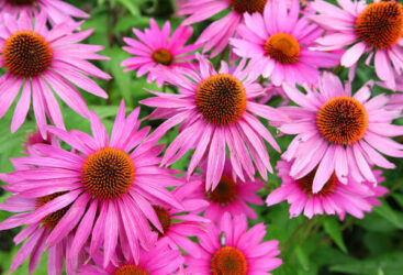 L’ÉCHINACÉE POUR RENFORCER VOTRE IMMUNITÉ.