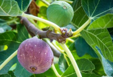 Le Figuier, un Arbre aux Superpouvoirs.