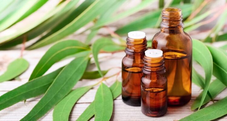 Prenez soin de vos voies respiratoires avec l’huile essentielle d’Eucalyptus.