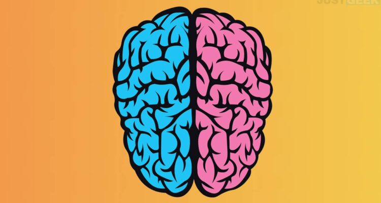 Les différences cérébrales entre hommes et femmes confirmées par une intelligence artificielle.