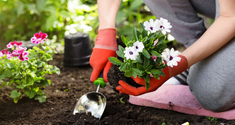 Le Renouveau Printanier au Jardin : Conseils pour Mars.