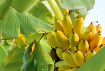 Les bienfaits des bananes pour la santé intestinale.