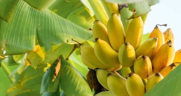 Les bienfaits des bananes pour la santé intestinale.
