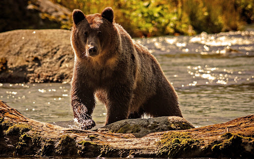 La controverse &lsquo;Homme vs ours&rsquo; : pourquoi certaines femmes préfèrent-elles l&rsquo;ours en forêt ?
