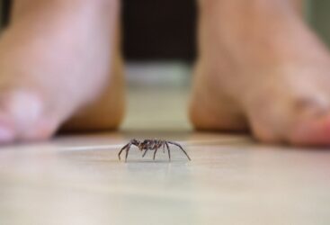 Pourquoi ai-je des araignées chez moi et comment m&rsquo;en débarrasser ?