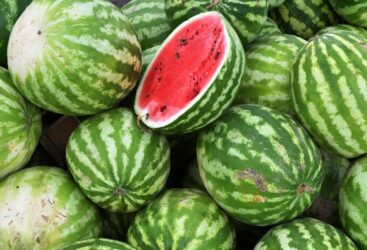 Comment Choisir la Parfaite Pastèque ?