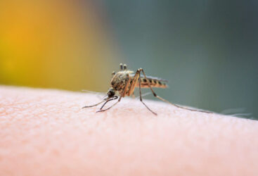 Fièvre d&rsquo;Oropouche : Deux Décès au Brésil.