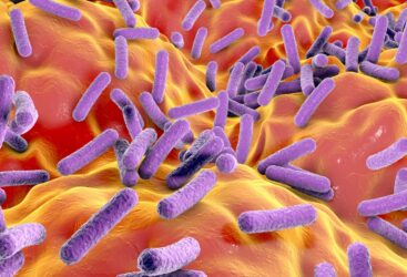 Les fabuleux pouvoirs du microbiote.