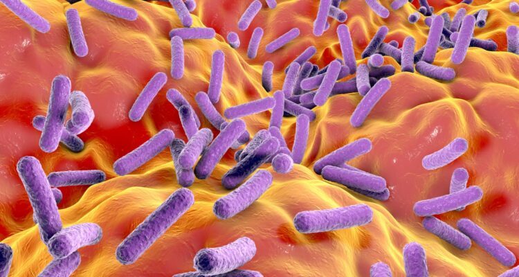 Les fabuleux pouvoirs du microbiote.