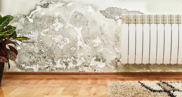 Éliminer la moisissure sur les murs : 5 méthodes simples et efficaces.
