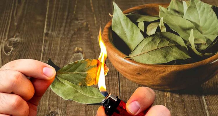 Brûler des feuilles de laurier chez soi : une pratique aux multiples bienfaits.